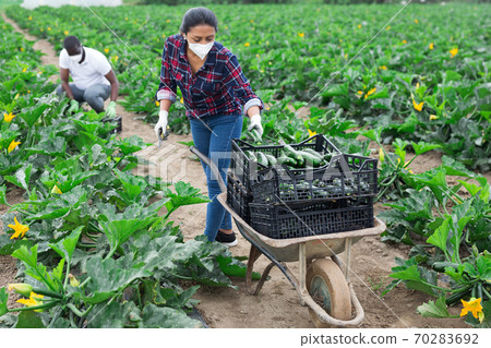 People in medical masks picking green courgettes on field People in medical masks picking green courgettes on field 70283692