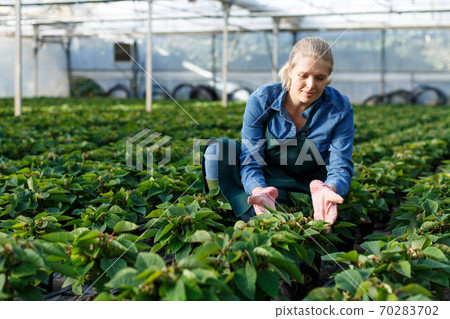 Gardener working with Poinsettia Gardener working with Poinsettia 70283702