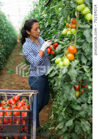 Latino woman farmer harvesting tomatoes in greenhouse 70284014