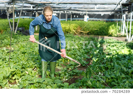 Woman farmer gardening in glasshouse Woman farmer gardening in glasshouse 70284289