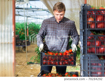 Farmer carries boxes with ripe tomatoes in the backyard Farmer carries boxes with ripe tomatoes in the backyard 70284292
