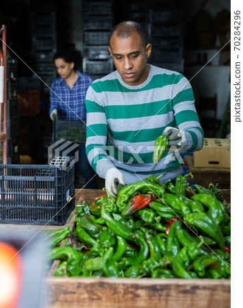 Man and woman are sorting bell peppers Man and woman are sorting bell peppers 70284296