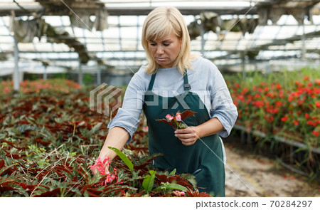 Mature woman gardening begonia flowers indoors in greenhouse Mature woman gardening begonia flowers indoors in greenhouse 70284297