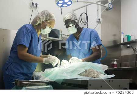 Veterinarian surgeons in operating room at animal hospital Veterinarian surgeons in operating room at animal hospital 70284303