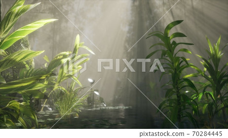 Sun shining through trees and fog in a tropical river 70284445