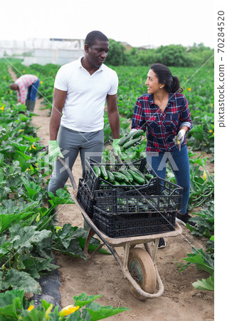 African american man and latin woman harvesting zucchini African american man and latin woman harvesting zucchini 70284520