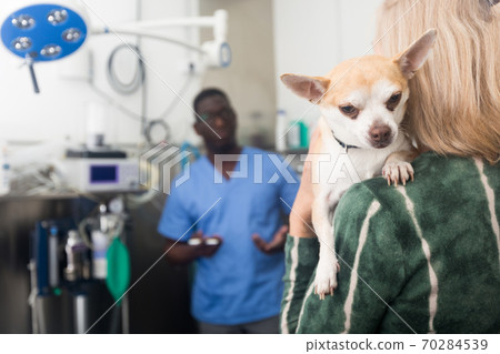 Woman holds her beloved dog chihuahua in her arms after being examined by a veterinarian Woman holds her beloved dog chihuahua in her arms after being examined by a veterinarian 70284539