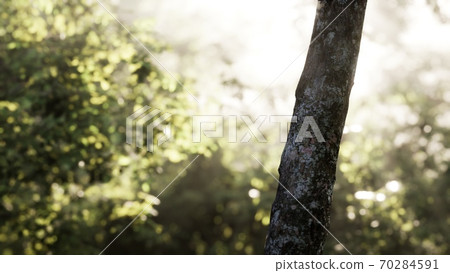 Foggy forest in early morning Foggy forest in early morning 70284591
