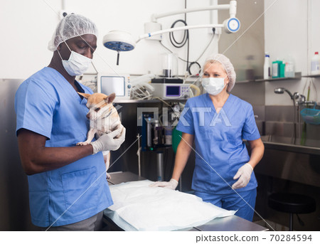 Man veterinarian holding a small dog, working with woman assistant Man veterinarian holding a small dog, working with woman assistant 70284594