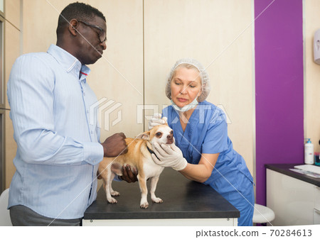 Woman veterinarian examines a dog in a veterinary clinic 70284613