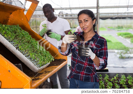 Latina woman and african man repotting vegetable seedlings Latina woman and african man repotting vegetable seedlings 70284758