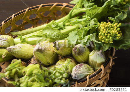 春天野生植物 70285251