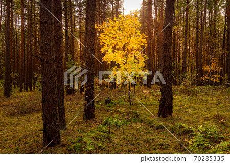 Maple with golden leaves in the autumn pine forest at sunset or sunrise. Sunbeams between tree trunks. Maple with golden leaves in the autumn pine forest at sunset or sunrise. Sunbeams between tree trunks. 70285335