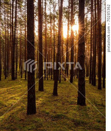 Sunset or sunrise in the autumn pine forest. Sunbeams between tree trunks. Sunset or sunrise in the autumn pine forest. Sunbeams between tree trunks. 70285362