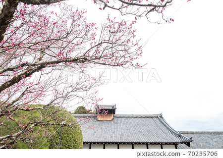 金開宮寺寺,巨型紅梅樹和本堂 金開宮寺寺,巨型紅梅樹和本堂 70285706