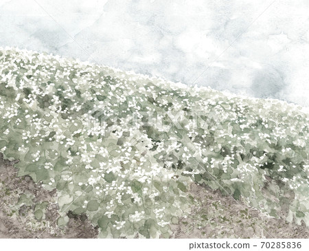 蕎麥場景觀藍天蕎麥花白花蔬菜花天然單調[水墨風格] 70285836