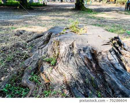 老大樹樁被午後的陽光照亮 老大樹樁被午後的陽光照亮 70286604