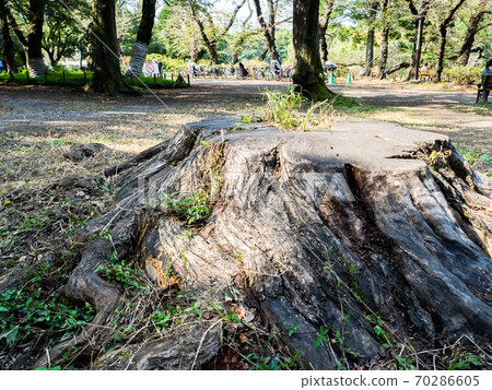 老大樹樁被午後的陽光照亮 70286605