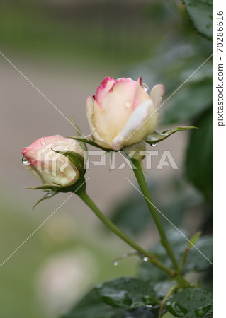 玫瑰花蕾Pierre Delonsar 玫瑰花蕾Pierre Delonsar 70286616