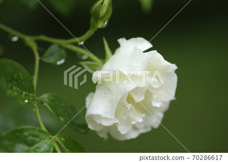 夏天雪玫瑰白 夏天雪玫瑰白 70286617