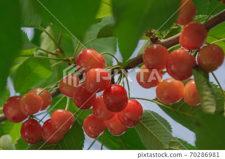 Cherry Cherry 70286981