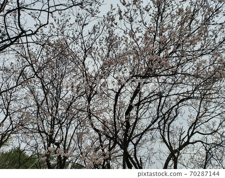 Cherry tree Cherry tree 70287144