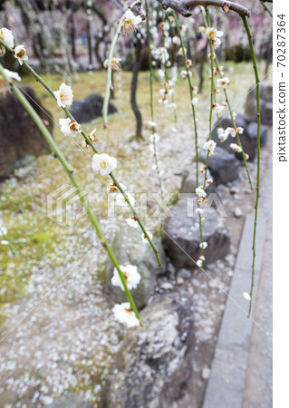Jonangu Rakujinen, weeping white plum in full bloom at Jonangu "Spring Mountain" that announces the arrival of spring in Kyoto 70287364