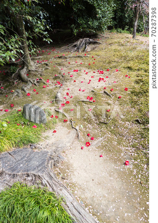 Jonangu Shrine, the petals of cold camellia and plum blossoms scattered on the moss floor of "Spring Mountain" 70287398