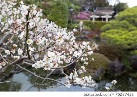 Jonangu Shrine "Momoyama Garden", white plum on the pond 70287438