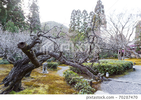 京都著名的梅園“ Shozan Resort”日本庭園,紅白梅盛開的梅園 京都著名的梅園“ Shozan Resort”日本庭園,紅白梅盛開的梅園 70287470