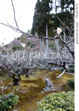 京都著名的李子“ ho山度假村”，日本庭園，李子園中有一個白李子 70287472
