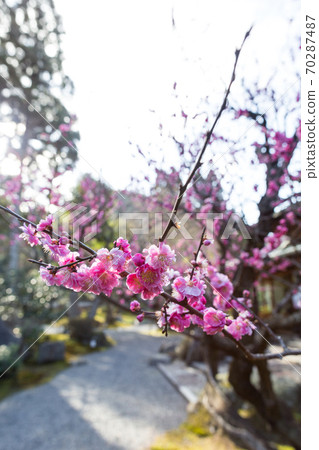 京都著名的梅園“ Shozan Resort”日本庭園,紅李盛開的梅園 京都著名的梅園“ Shozan Resort”日本庭園,紅李盛開的梅園 70287487