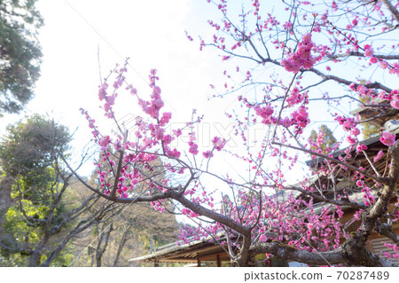 京都著名的梅園“ Shozan Resort”日本庭園，紅李盛開的梅園 70287489