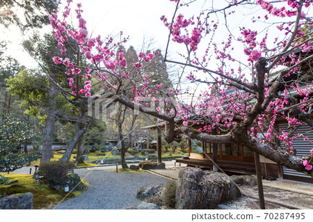 京都著名的梅園“ Shozan Resort”日本庭園，紅李盛開的梅園 70287495
