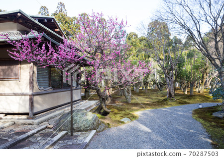 京都著名的梅園“ Shozan Resort”日本庭園，紅李盛開的梅園 70287503