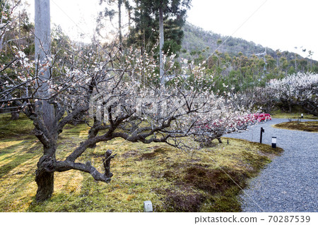 京都著名的梅園“ Shozan Resort”日本庭園，白李盛開的梅園 70287539