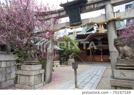 須賀大臣神社盛開,紅李子,一井鳥居和大雄寶殿 須賀大臣神社盛開,紅李子,一井鳥居和大雄寶殿 70287589