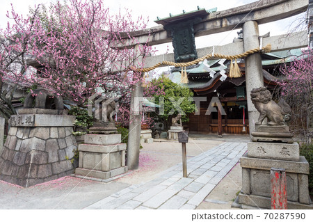 須賀大臣神社盛開,紅李子,一井鳥居和大雄寶殿 須賀大臣神社盛開,紅李子,一井鳥居和大雄寶殿 70287590