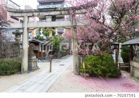 部神社,紅李盛開,第一飛鳥居中散佈著飛李的花瓣 部神社,紅李盛開,第一飛鳥居中散佈著飛李的花瓣 70287591