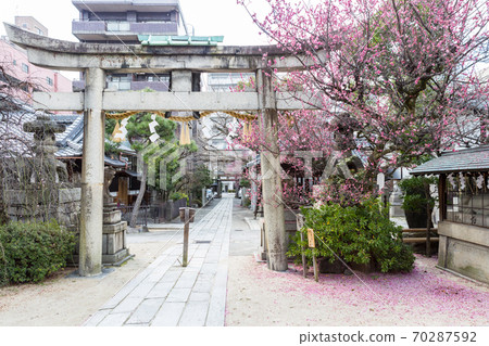 部神社,紅李盛開,第一飛鳥居中散佈著飛李的花瓣 部神社,紅李盛開,第一飛鳥居中散佈著飛李的花瓣 70287592