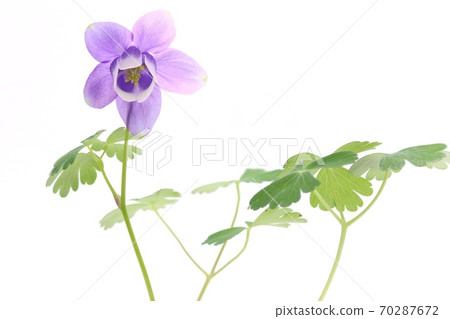 Aquilegia flabella, Miyama Ryokan, blue-purple flowers, white background Aquilegia flabella, Miyama Ryokan, blue-purple flowers, white background 70287672