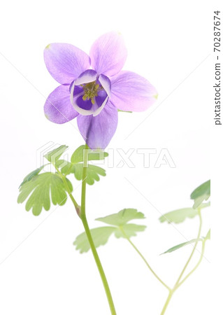 Aquilegia flabella, Miyama Ryokan, blue-purple flowers, white background Aquilegia flabella, Miyama Ryokan, blue-purple flowers, white background 70287674