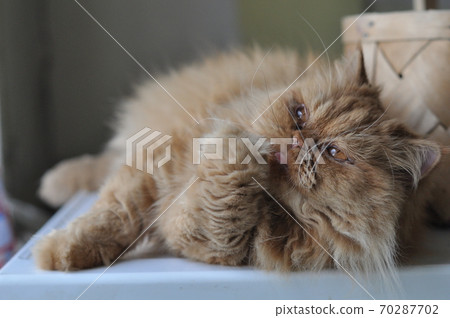 Red domectic cat sitting near wicker basket Red domectic cat sitting near wicker basket 70287702