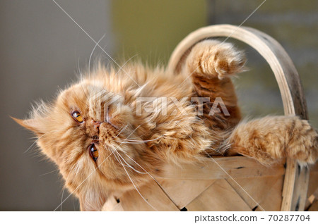 Adorable red domectic cat sitting in a wicker basket Adorable red domectic cat sitting in a wicker basket 70287704