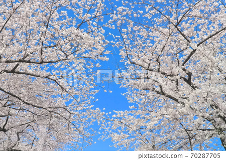 櫻花盛開 櫻花盛開 70287705