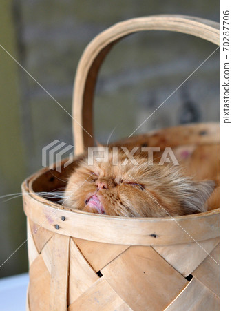 Adorable red domectic cat sitting in a wicker basket 70287706
