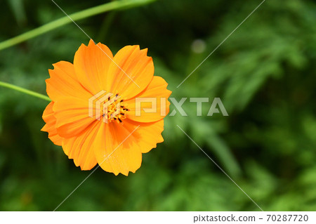 Kibana cosmos (yellow flowers fall cherry blossoms) 70287720