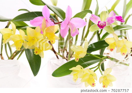 Various mini cattleya 3 types white background 70287757