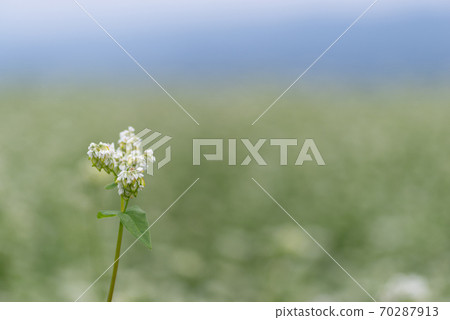 蕎麥花 70287913