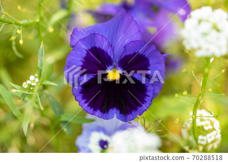 Blue pansy flower on a flower bed in the garden 70288518